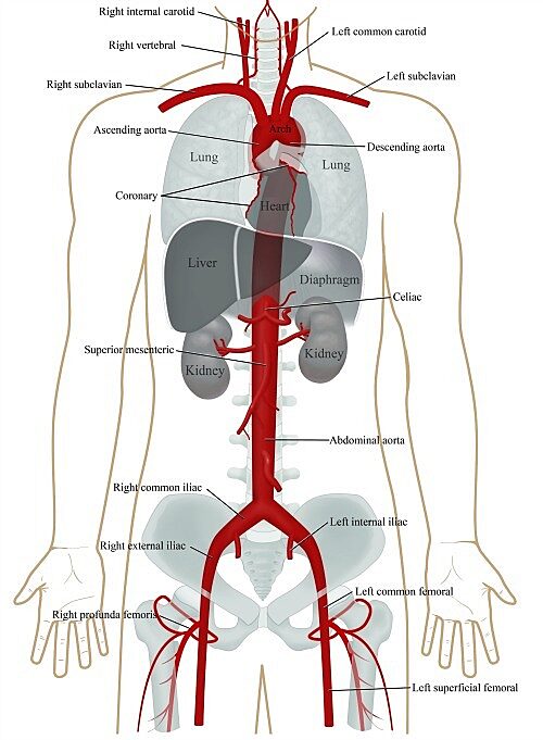 Aorta in body