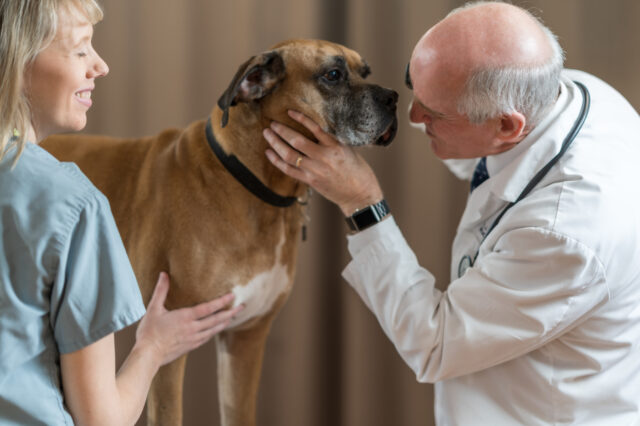 A male and female veterinarians inspect a brown boxer.