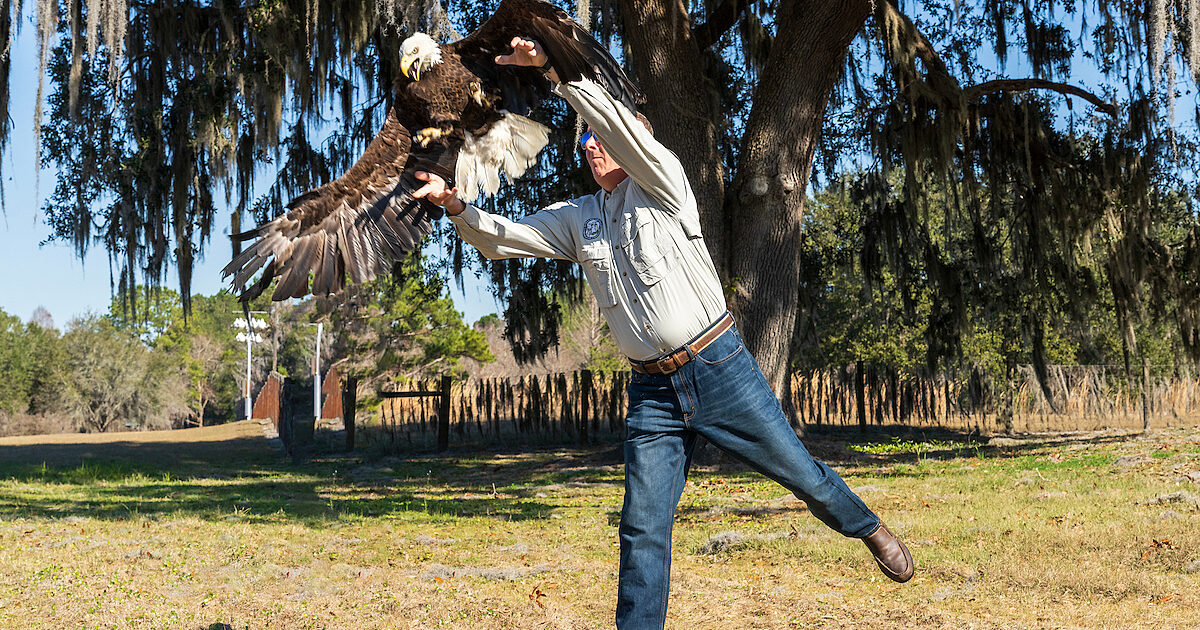 Bald eagle released back into the wild after treatment at UF and