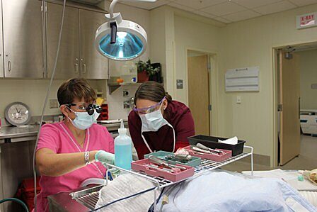 Dr. Amy Stone, a clinical assistant professor at UF, is shown performing a dental procedure on a patient at UF’s Small Animal Hospital. (File Photo)