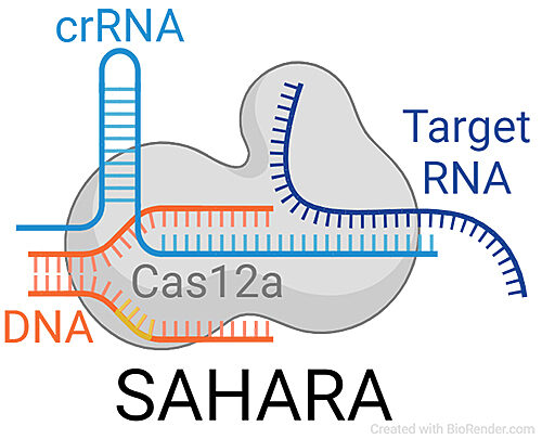 An illustration of how the CRISPR-Cas12a protein complex detects RNA. The method, developed in the lab of Piyush Jain, Ph.D., is known as Split Activator for Highly Accessible RNA analysis, or SAHARA.