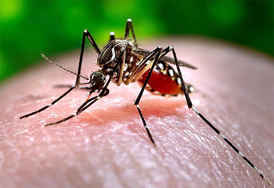 Q&A about the Zika virus