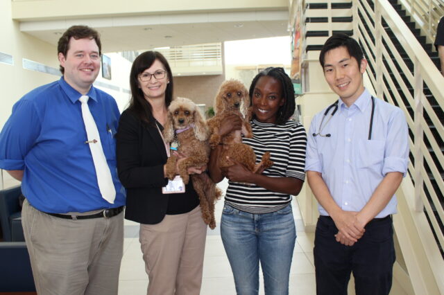 Dr. Michael Aherne, Dr. Darcy Adin and Dr. Katsuhiro Matsuura, members of the UF College of Veterinary Medicine’s open heart surgery team, with their first patient, George, held by his owner, Kimberley David (second from the right), prior to George’s discharge on Aug. 28. Adin holds Louise, David’s companion during George’s hospital stay. (Photo by Sarah Carey)