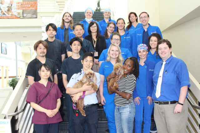 Members of the UF College of Veterinary Medicine’s open heart surgery team with their first patient, George, held by his owner, Kimberley David, prior to George’s discharge on Aug. 28. Dr. Katsuhiro Matsuura, next to David in the front row, holds Louise, David’s companion during George’s hospital stay. (Photo by Sarah Carey)