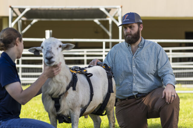 Dr. Brittany Diehl, UF's small ruminant extension veterinarian, and Clay Whitehead, UF-IFAS' sheep unit manager, with Lionel on the day of his discharge from UF's Large Animal Hospital. (Photo by Cat Wofford)