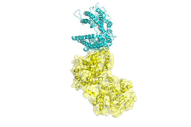 Lactoferrin (yellow) binds ACE2 (cyan), the host receptor for the SARS-CoV-2 virus.