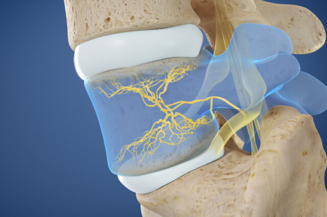 Knee vertebra