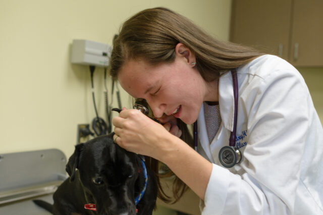 Doctor checking animal's ear