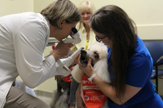 Dr. Caryn Plummer examines the eye of a service dog at UF's Small Animal Hospital in 2023.