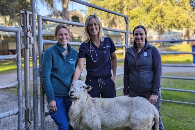 Dr. Kari Hancock, Dr. Sally DeNotta and Dr. Lisa Edwards of UF's large animal medicine team with Lionel in his pen a few days prior to his discharge from UF's Large Animal Hospital. (Photo courtesy of Dr. Sally DeNotta)