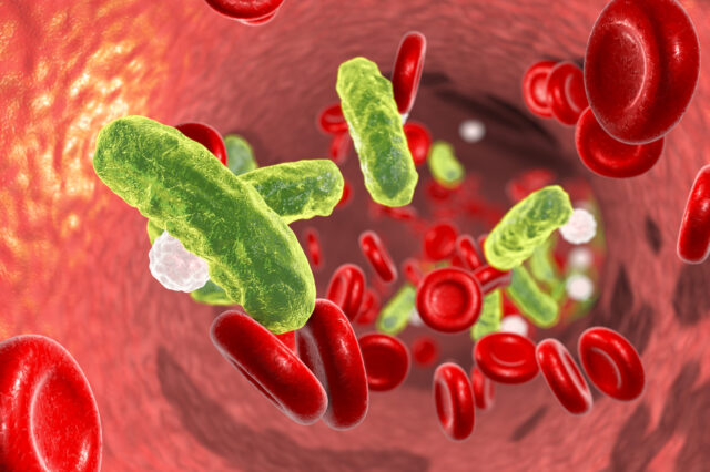 bacteria in the blood stream