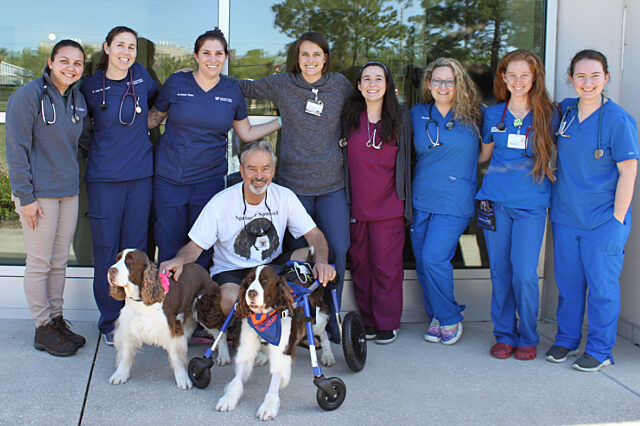Luke, a brown and white English Springer Spaniel, poses with his owner and veterinary care team.