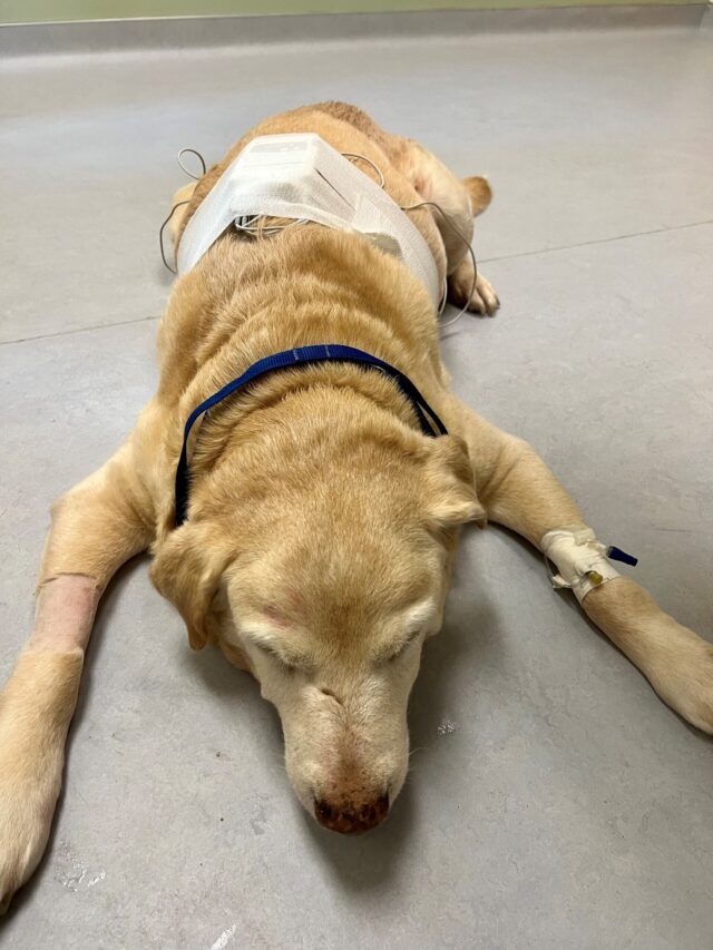 Hank recovering from his urgent splenectomy.