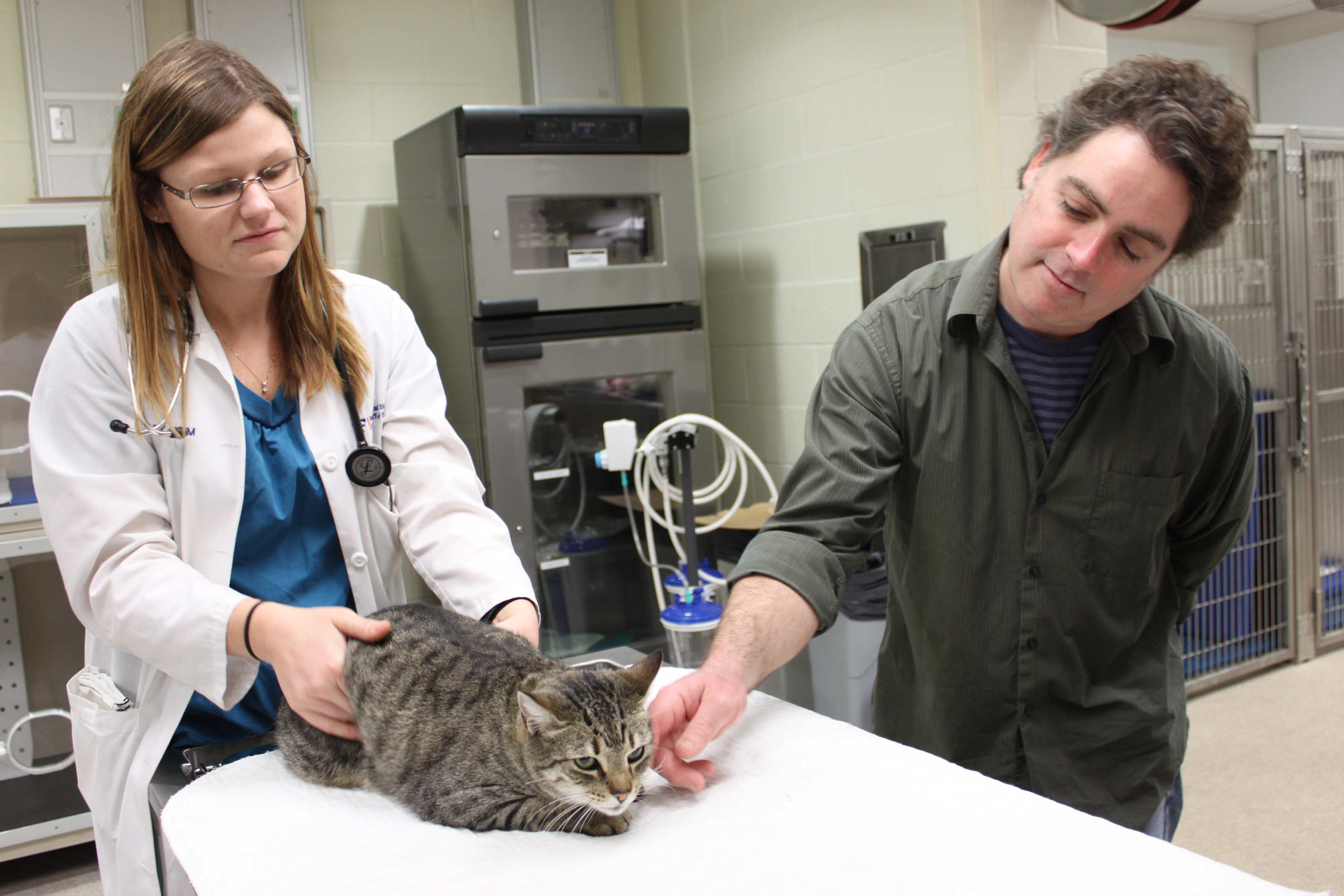 UF veterinarians help cat survive ‘bobcat fever’ parasite UF Health