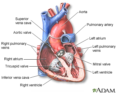 Heart - section through the middle