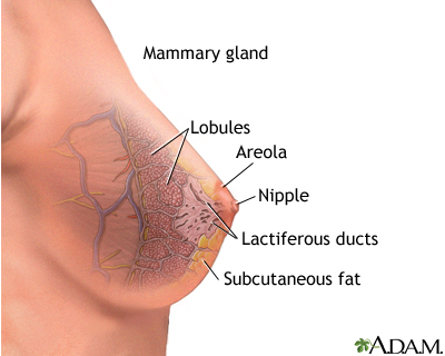 Mammary gland