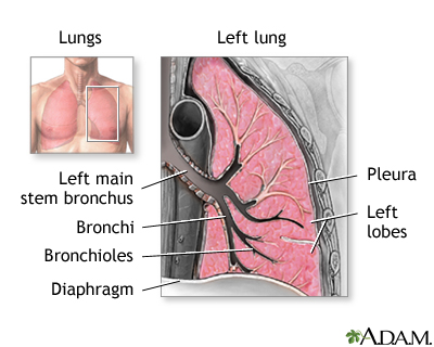Lung anatomy