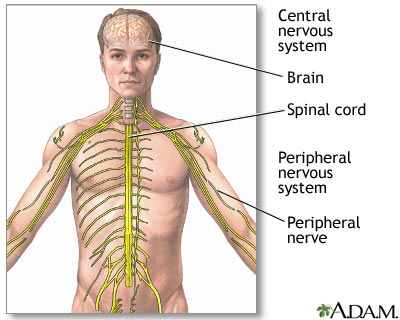 Central nervous system and peripheral nervous system