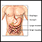 Inflammatory bowel disease - series