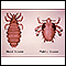 Head louse and pubic louse