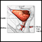 Bladder and urethral repair - series - Normal anatomy