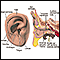 External and internal ear