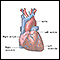 Normal anatomy of the heart