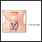 Child thyroid anatomy