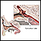 Eustachian tube anatomy