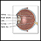 Lateral eye anatomy
