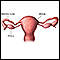 Uterine anatomy