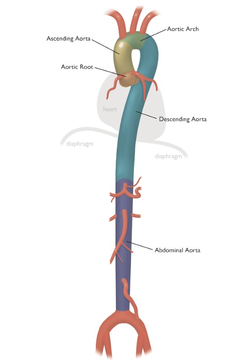 Aorta Anatomy