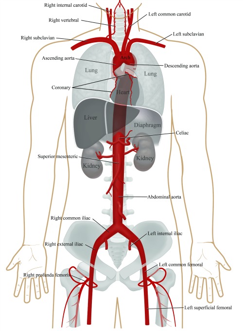 Aorta in body diagram