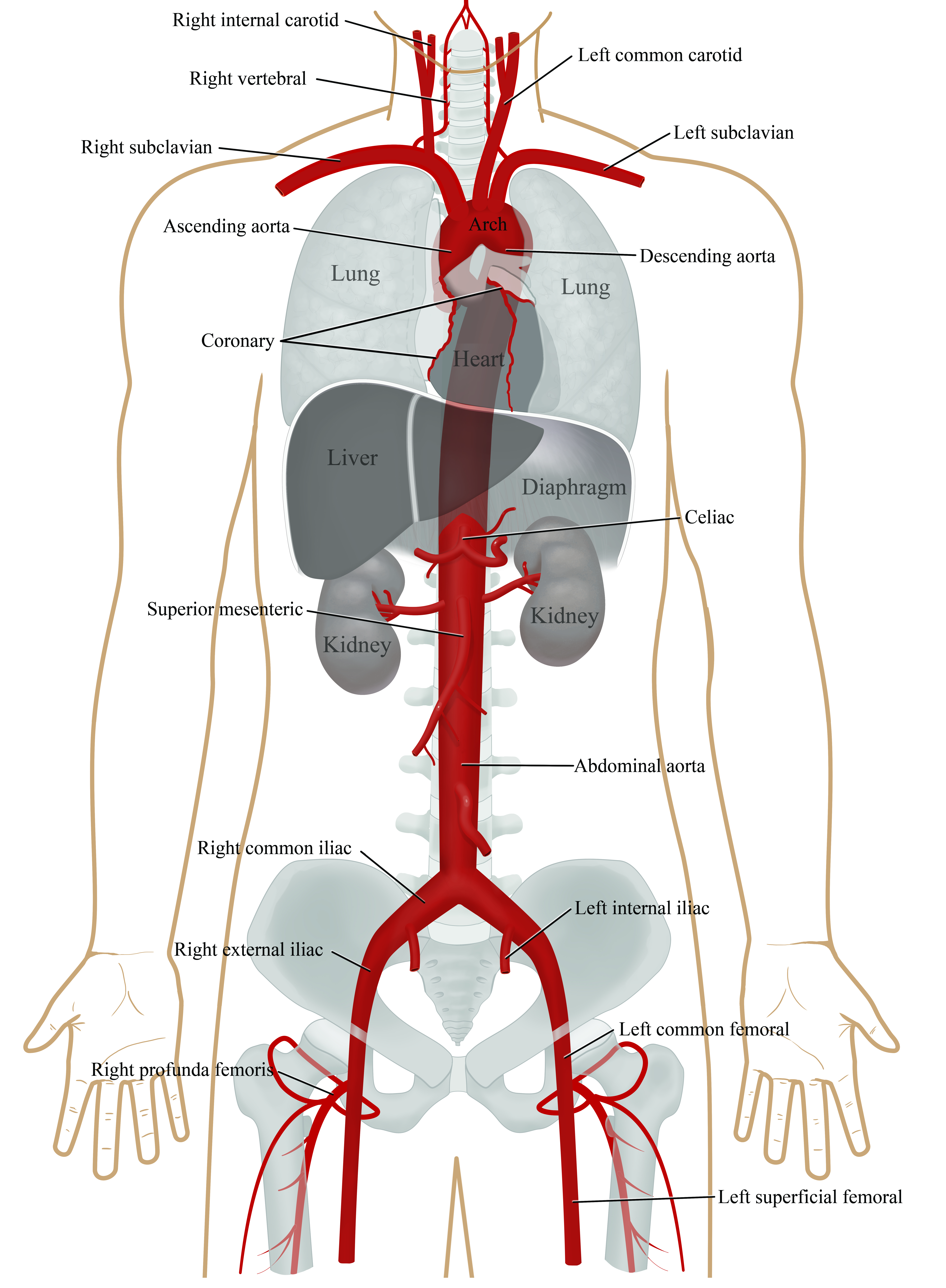 Aorta Anatomy | UF Health Aortic Disease Center|Diseases & Treatment