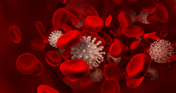 This microscopic rendering shows the novel coronavirus circulating among red blood cells. Some patients diagnosed with COVID-19 develop life-threatening blood clots, which can lead to organ damage, heart attack, stroke and pulmonary embolism. Researchers at UF Health and the OneFlorida Clinical Research Consortium have joined a nationwide study to evaluate the safety and effectiveness of blood thinners to treat these patients.