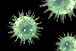 Epstein-Barr virus is a herpesvirus that causes mononucleosis, post-transplant lymphomas and Burkitt lymphoma.