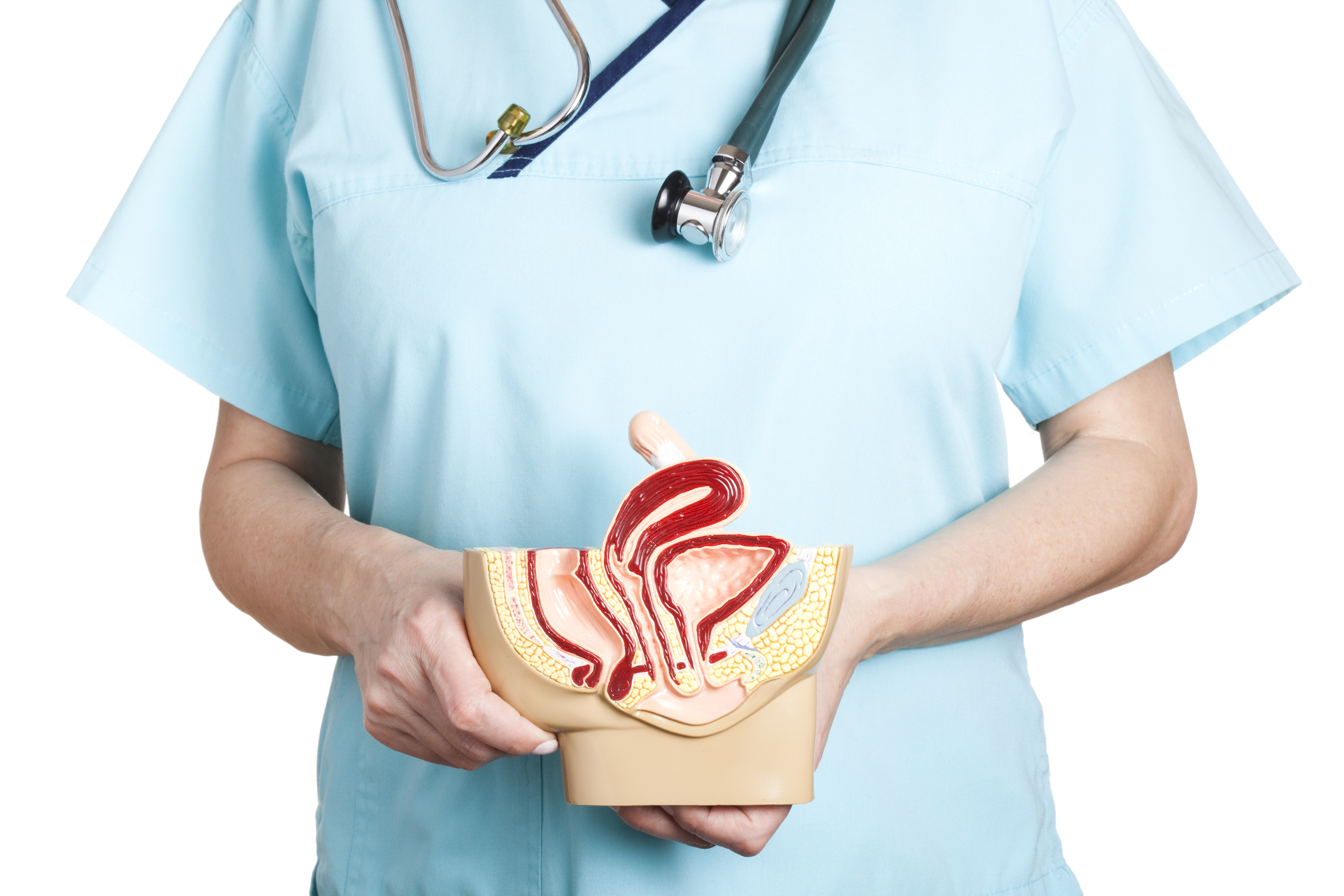 doctor holding a model of a pelvic organ