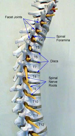 lateral spinal cord