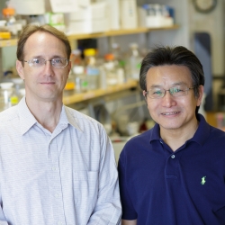Brian K. Law, Ph.D., (left) is an associate professor in the UF College of Medicine's department of pharmacology and therapeutics. Jianrong Lu, Ph.D., is an associate professor in the College of Medicine's department of biochemistry and molecular biology.