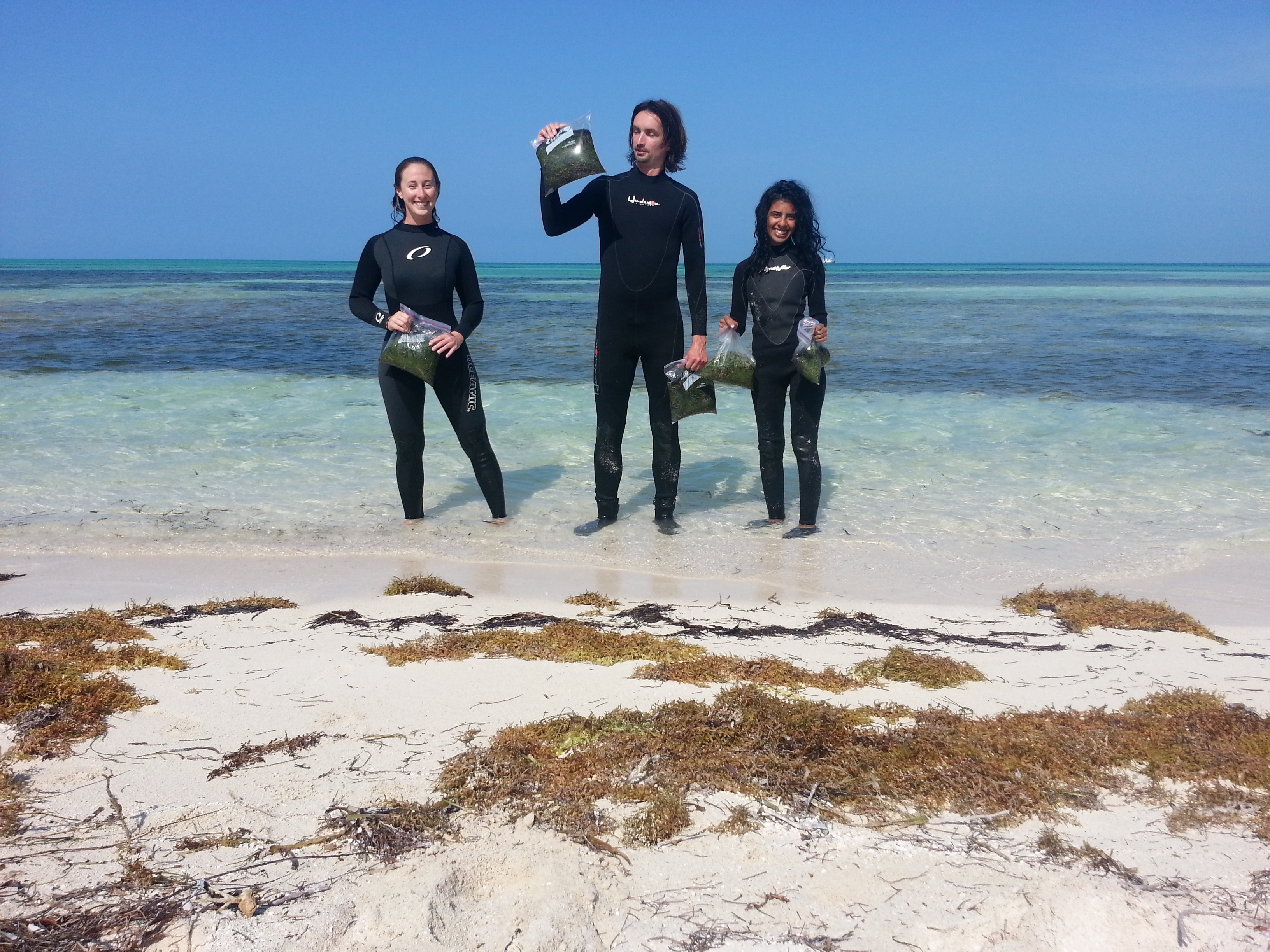 UF scientists Michelle Bousquet, Ph.D., Hendrik Luesch, Ph.D., and Fatma Al-Awadhi, Ph.D.,  collected seaweed off the coast of Boca Grande Key, an island about 15 miles west of Key West.