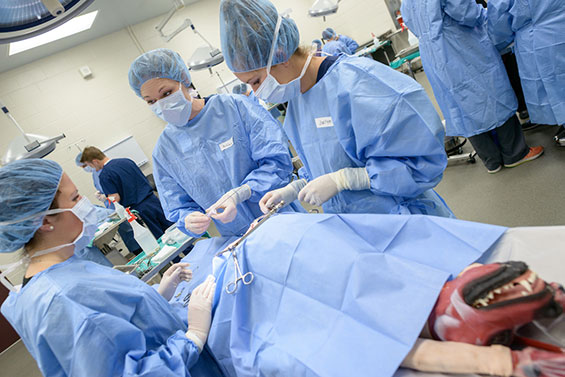 UF veterinarians helped develop and were the first to use synthetic canine cadavers in student surgery labs in 2016. This program was one of many that has helped to raise the college’s profile nationally in recent years.