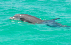 The discovery of a highly pathogenic avian influenza virus in a bottlenose dolphin recovered by University of Florida marine rescuers is the first time the virus has been identified in cetaceans in America.  (Photo courtesy of the Florida Fish and Wildlife Commission)
