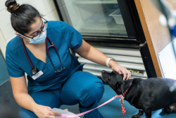 UF veterinary student Hira Basit with a dog receiving treatment at the Alachua County Animal Resources & Care shelter.