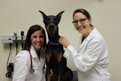 Dr. Amara Estrada of the UF College of Veterinary Medicine and Dr. Christy Pacak of the UF College of Medicine have worked together in studies focusing on the role of genetic mutations in Doberman pinschers as it relates to the development of a fatal heart disease. (Photo by Sarah Carey)