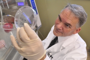 Michael J. Hass, Ph.D., looks at samples in his lab at the University of Florida College of Medicine-Jacksonville. Hass is among the authors of a study showing nicotinic acid could help produce more “good” cholesterol. (Photo by Nelson Keefer)