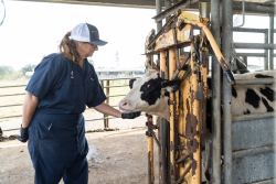 Dr. Fiona Maunsell scratches the chin of a calf that UF veterinarians treated for a broken jaw. The calf, nicknamed Potato by the UF team, is now a growing heifer at the UF-IFAS dairy unit in Hague. (Photo by Jesse Jones)