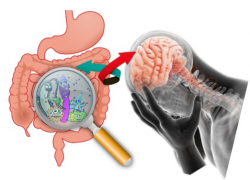 Two-way communication between gut bacteria and the brain may play a role in depression.