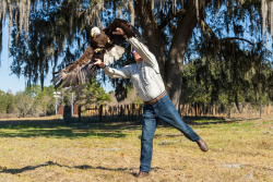 Chris Wynn, North Central regional director for the Florida Fish and Wildlife Conservation Commission, releases a bald eagle Tuesday near Lake City after it underwent treatment for an injury and lead toxicity at the University of Florida College of Veterinary Medicine and the Audubon Center for Birds of Prey in Maitland. Credit: Louis Brems