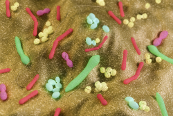 A gut microbiota rendering showing staphylococcus, enterococcus and lactobacillus bacteria.