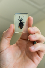 A kissing bug specimen in a resin cube. (Photo by Louis Brems)
